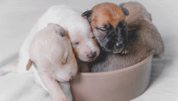 Animal Breeders