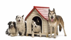 kennels