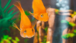 Pet Shops