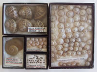 Shells